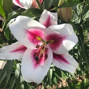 Meet your Posher, Yvette